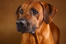 Close-up portrait of Rhodesian Ridgeback Dog standing on brown background in studio and looking away