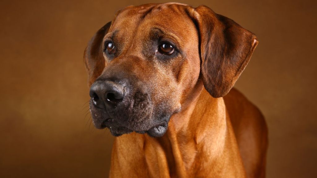 Close-up portrait of Rhodesian Ridgeback Dog standing on brown background in studio and looking away