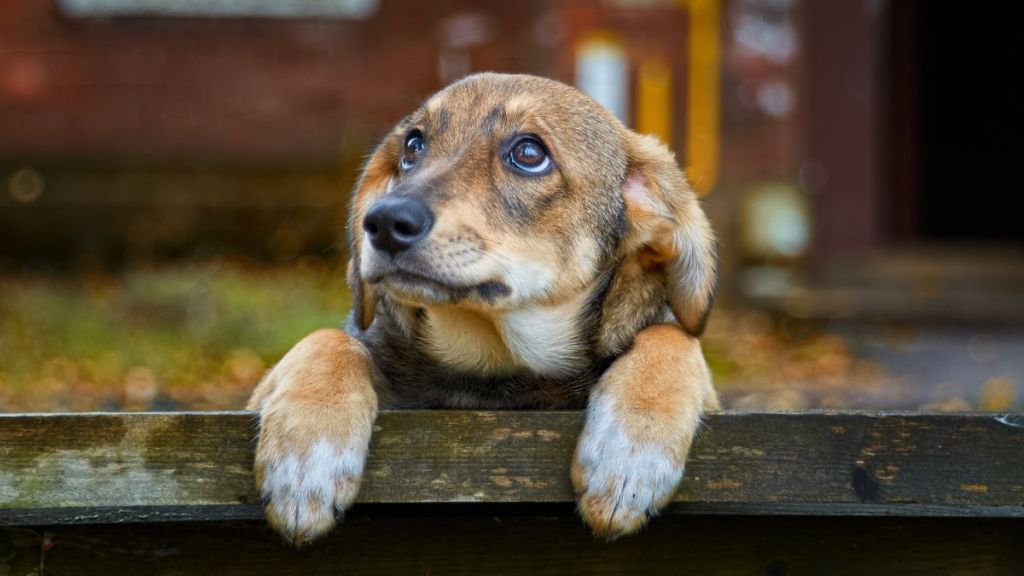 A homeless brown puppy with sad puppy dog eyes on bench on the street