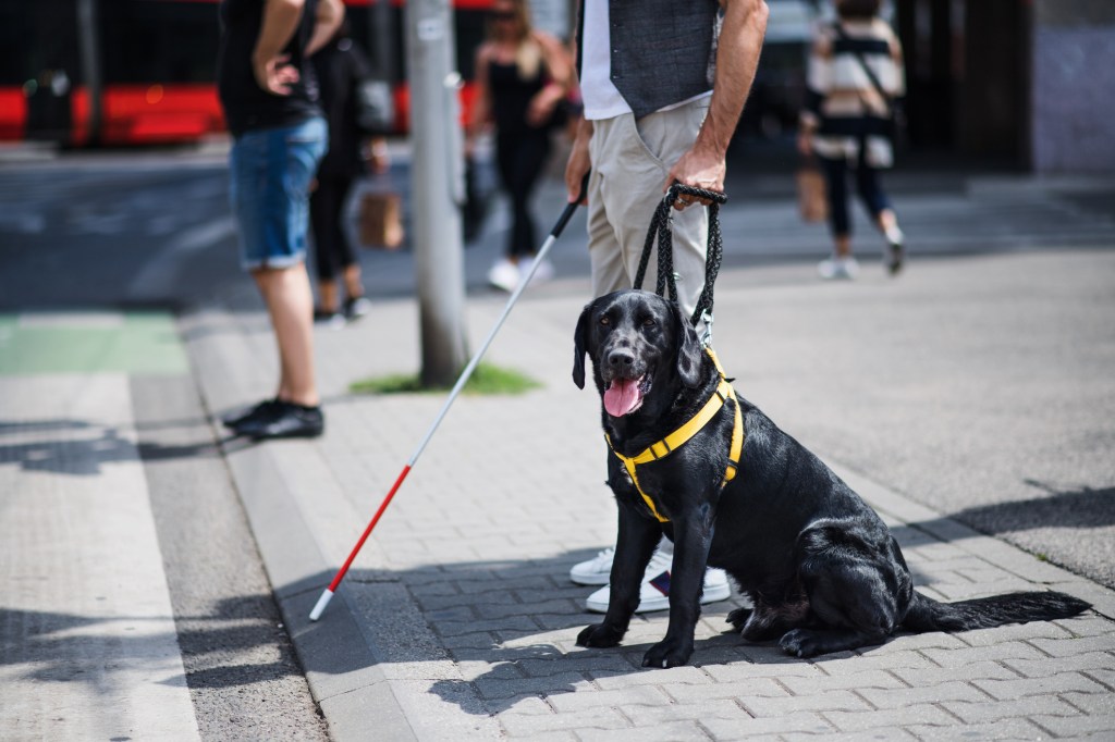 Midsection of young blind man with white cane and guide Labrador Retriever waiting at zebra crossing in city.