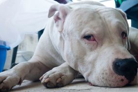 Beautiful white dog resting