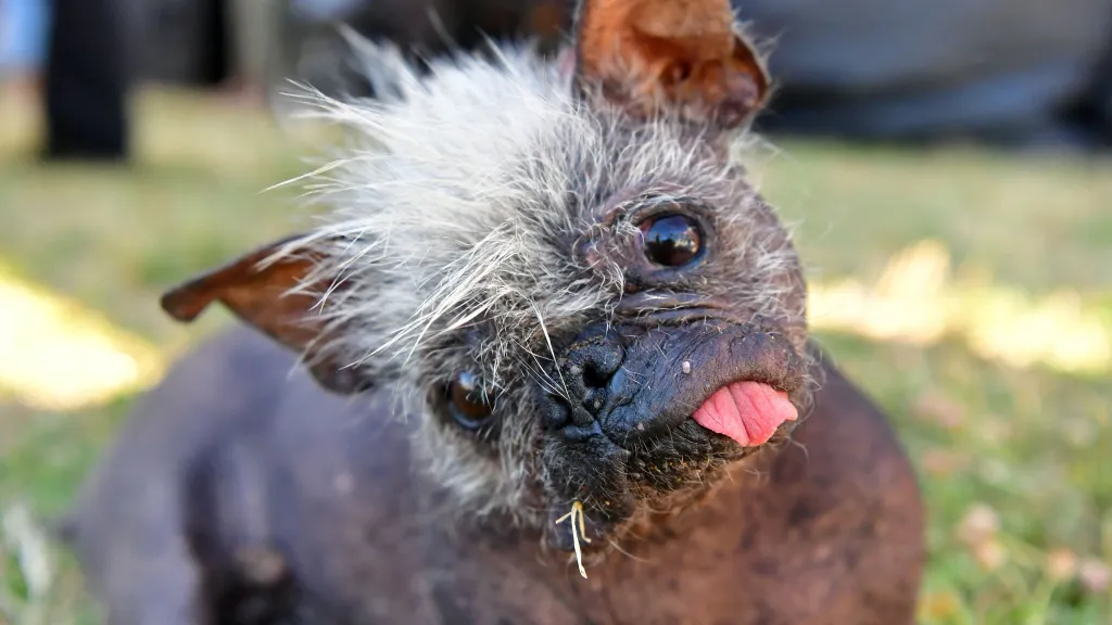 Mr. Happy Face, a 17-year-old Chinese Crested, titled World's Ugliest Dog in 2022.