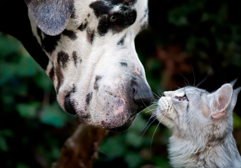Grey cat sniffing a loving Great Dane, a dog breed who is a good example of why dogs are better than cats