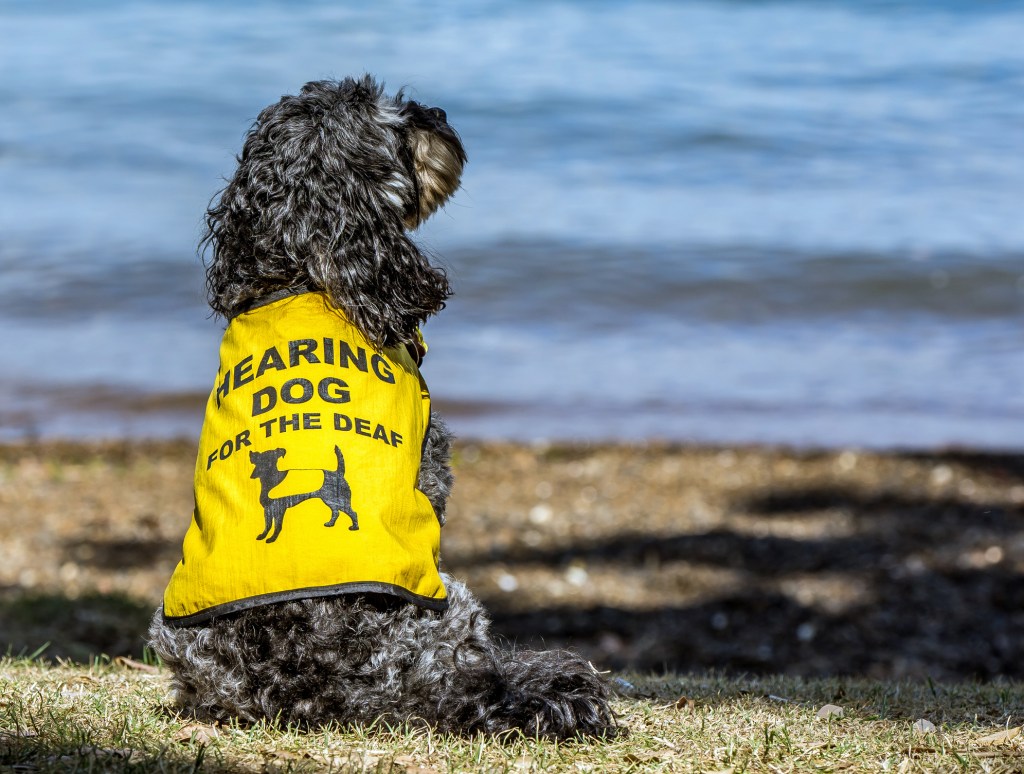 Small Black Poodle wearing a yellow "Hearing Dog for the Deaf" vest at the beach.