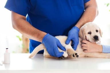 Puppy at veterinarian office getting bandaged