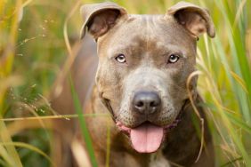 A handsome pit bull dog in tall grass.