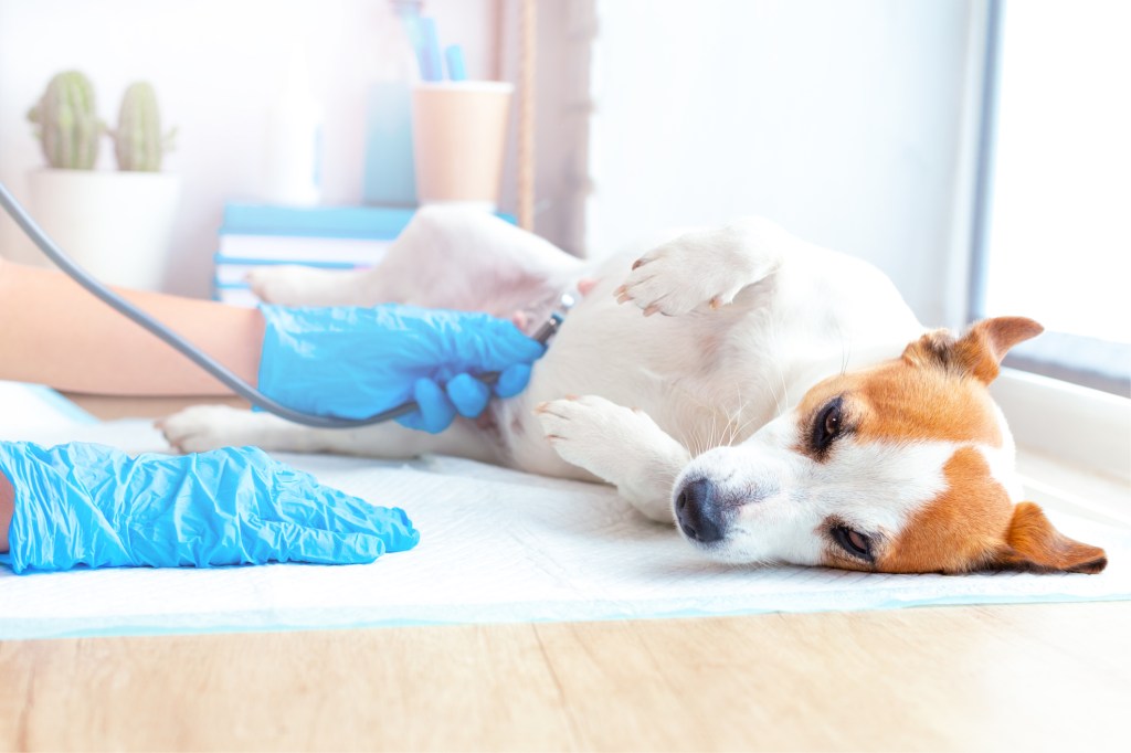 Un vétérinaire examine un Jack Russell Terrier en gestation, étape importante d'une grossesse saine chez la chienne. Un vétérinaire peut vous aider à savoir pendant combien de temps une chienne est enceinte.