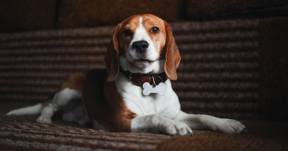 Dog Gets Sad Watching 'The Lion King' in Viral TikTok Video