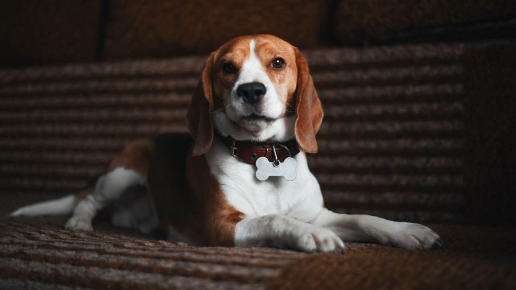 A beagle dog with a red collar lies on a large sofa. The beagle lies on a brown textured sofa.