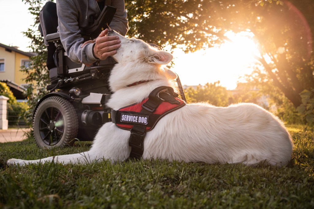 Man with disability and his mobility service dog, one of the types of service dogs, providing assistance. Electric wheelchair user.