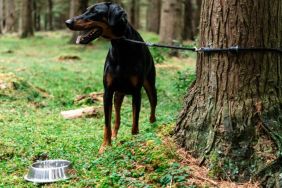 An abandoned Doberman puppy tied to a tree in the middle of a forest with an empty food bowl next to him.
