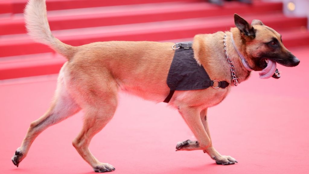 A German Shepherd walks the red carpet during the 75th annual Cannes film festival on May 23, 2022 in Cannes, France.