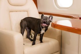 Dog on a plane. French Bulldog on board, enjoying his time.