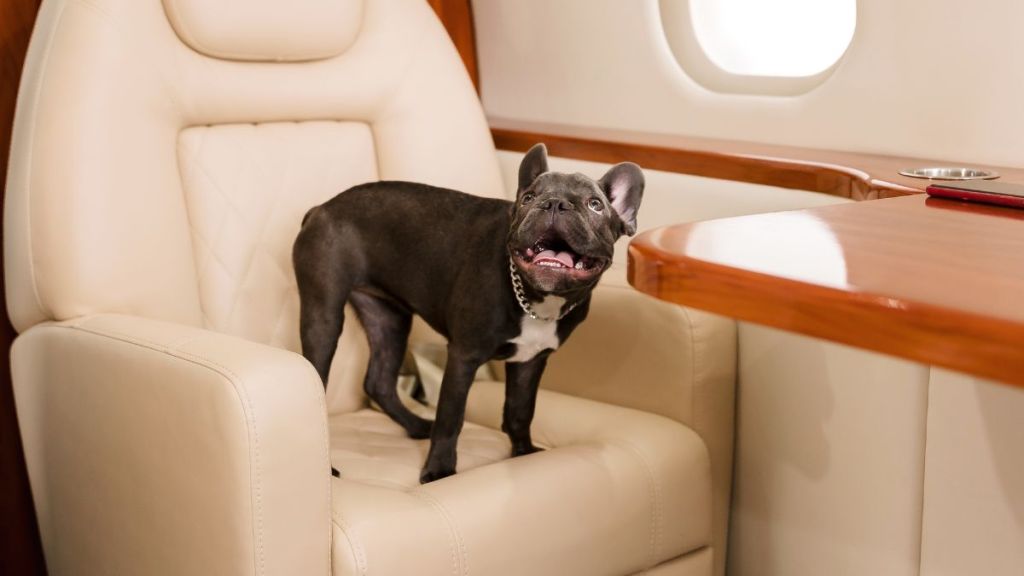 Dog on a plane. French Bulldog on board, enjoying his time.