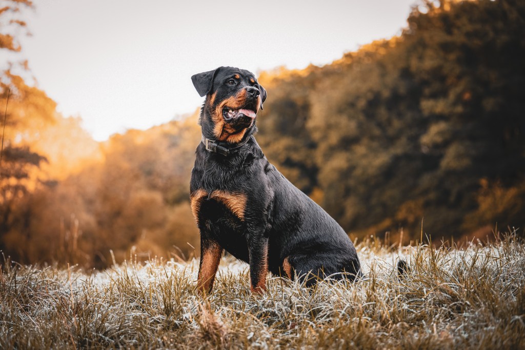 Portrait of Rottweiler, an expensive dog breed, standing on field against sky.