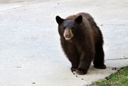 Young brown/black bear walking on the driveway.