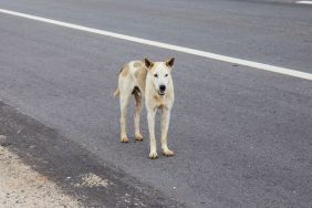 Stray dog standing on a highway