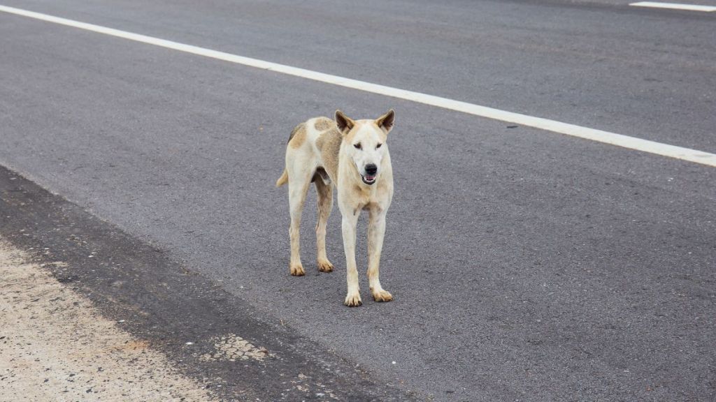 Stray dog standing on a highway