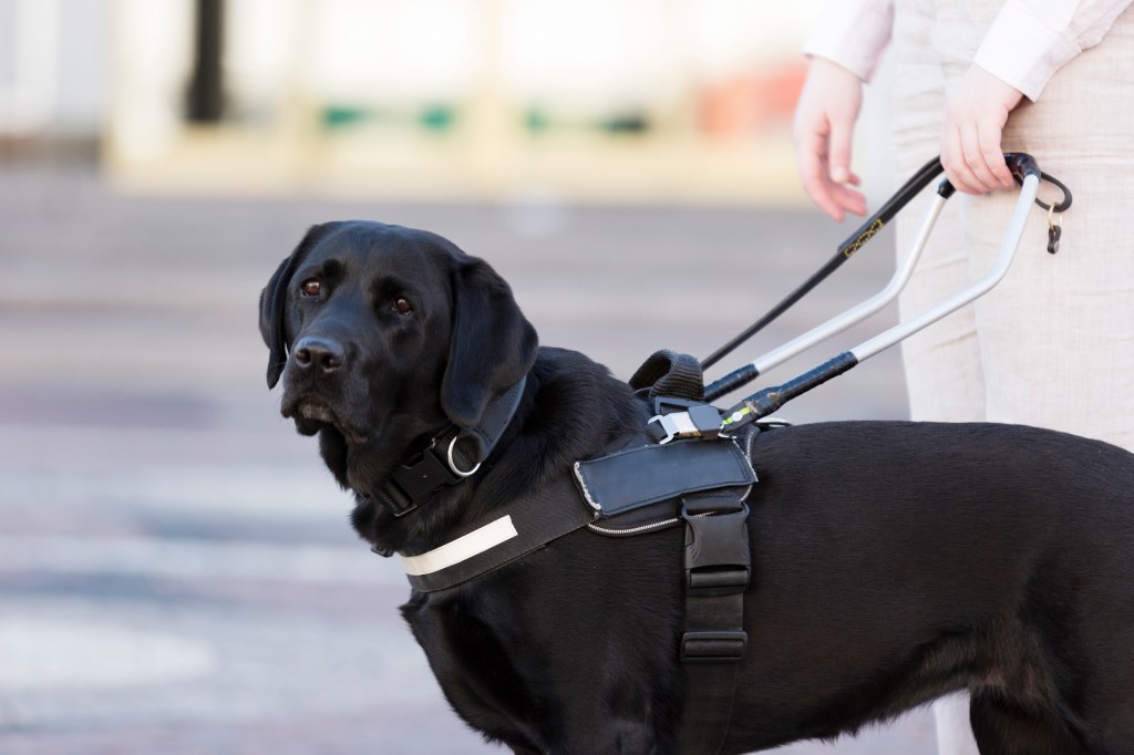 Woman with a black Labrador guide dog for visually impaired handlers.