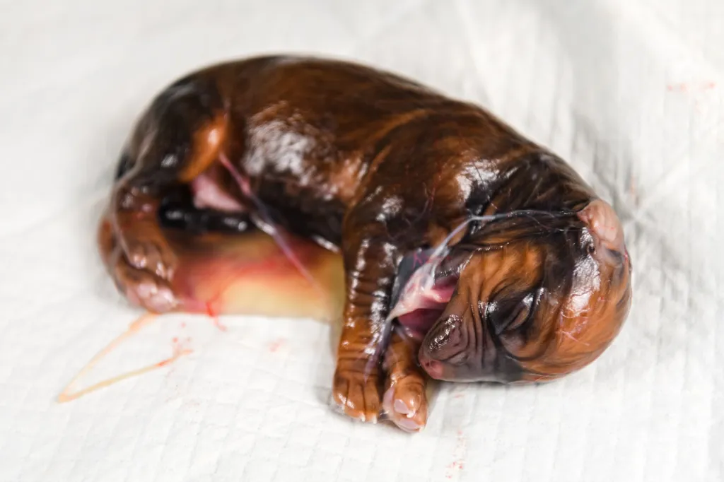 Rhodesian Ridgeback newborn puppy in amniotic sac just after giving birth