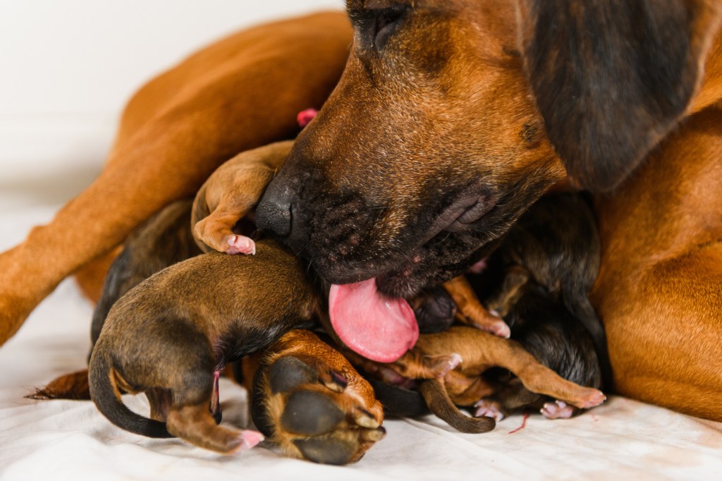 Rhodesian Ridgeback mother dog licking her newborn puppies after delivering them.