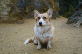 A Welsh Corgi Pembroke dog sitting on the ground with large rocks in the background.