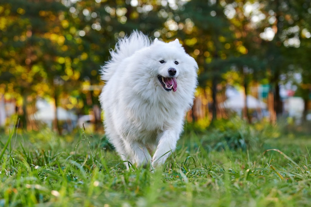 Portrait of white fluffy Samoyed dog running on grassy field in the Ukraine.