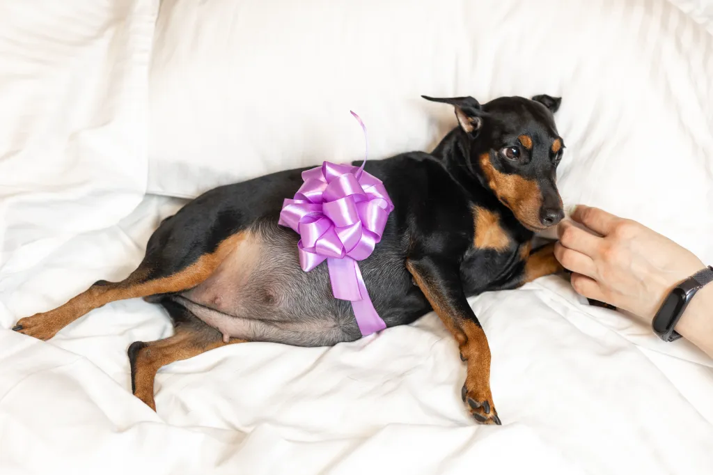 Expectant pygmy Doberman Pinscher with bow on belly resting on bed