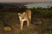 Mountain lion prowls above Los Angeles, the Santa Monica Pier and the Pacific Ocean.
