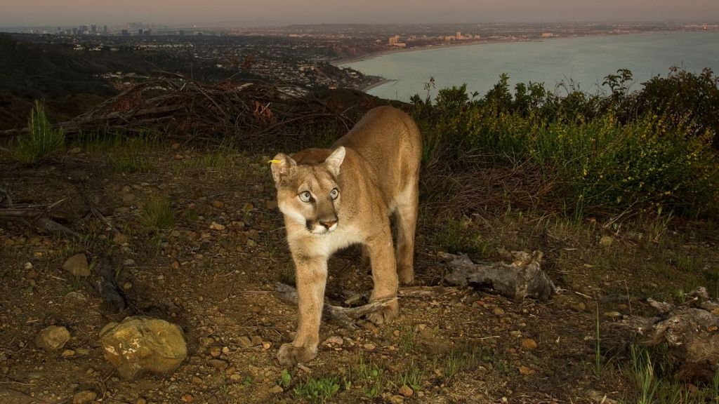 Mountain lion prowls above Los Angeles, the Santa Monica Pier and the Pacific Ocean.