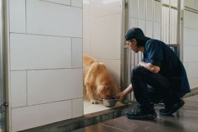 Animal shelter staff feeding dog. Dog trainer and caretaker does his daily routine of feeding the dogs.