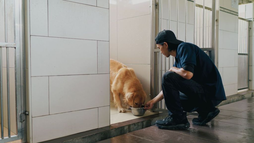 Animal shelter staff feeding dog. Dog trainer and caretaker does his daily routine of feeding the dogs.