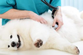 A veterinarian examines a fluffy pregnant Samoyed, an important step in a healthy dog pregnancy. A vet can help you find out if your dog is pregnant and how long dogs are pregnant for