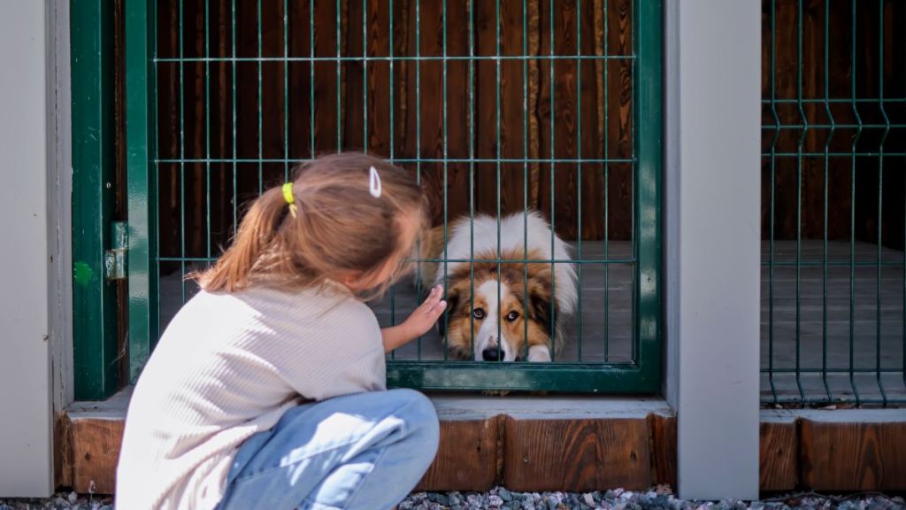 A girl and her chosen dog at a dog shelter