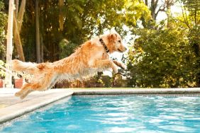 Dog jumping into pool