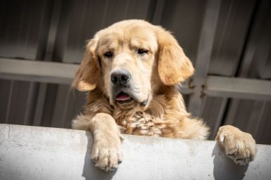 Golden Retriever at balcony looking at city view wishing to go for walk outside