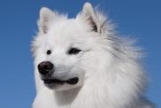 An American Eskimo Dog against a bright blue clear sky