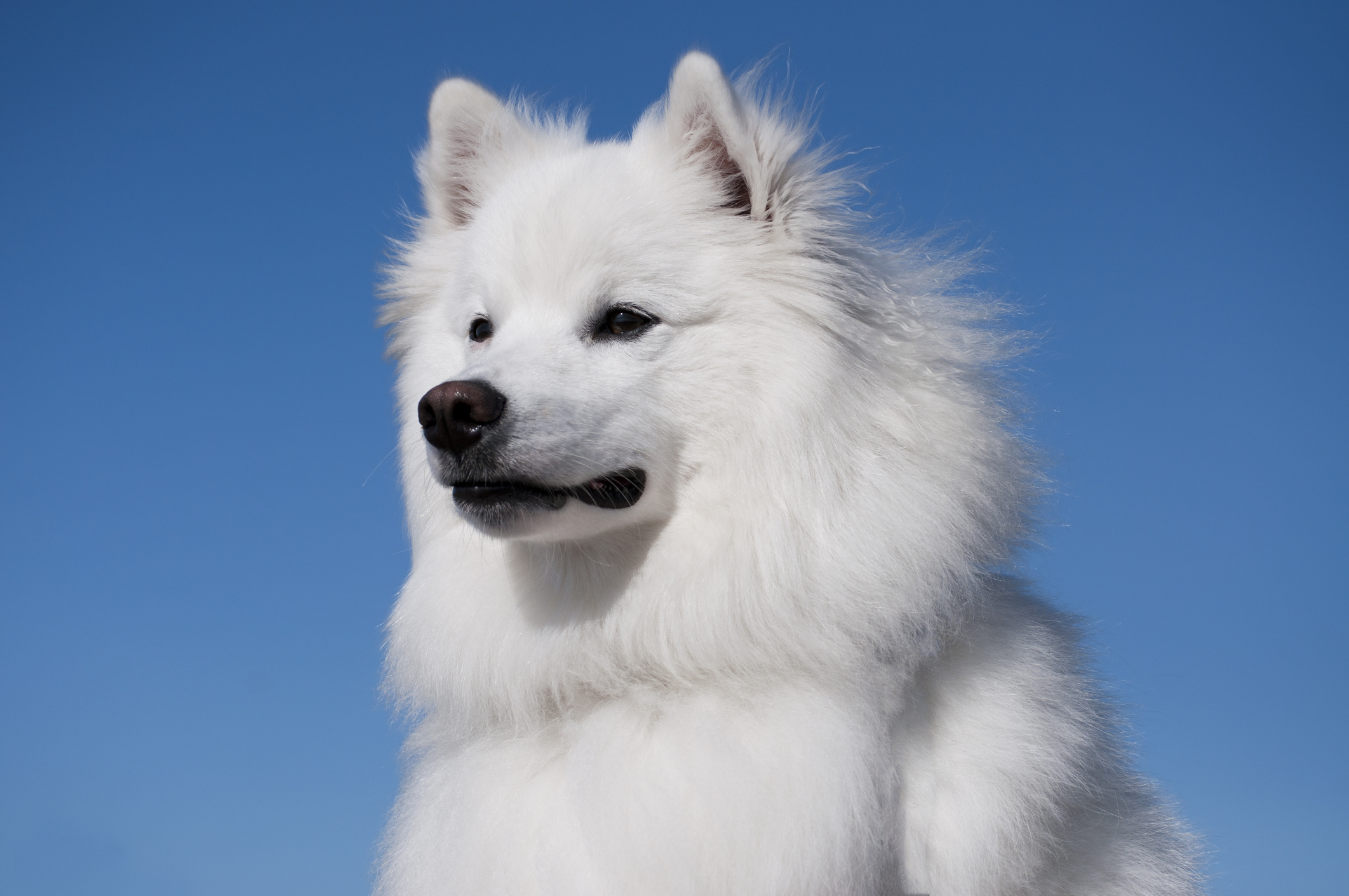 Best diet for american eskimo dog hotsell