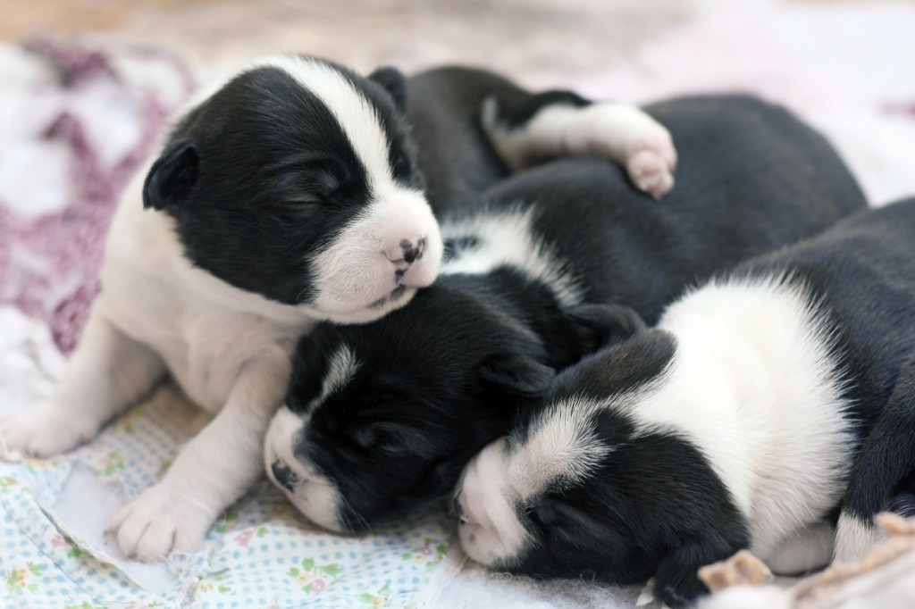A littler of newborn Boston Terrier puppies.