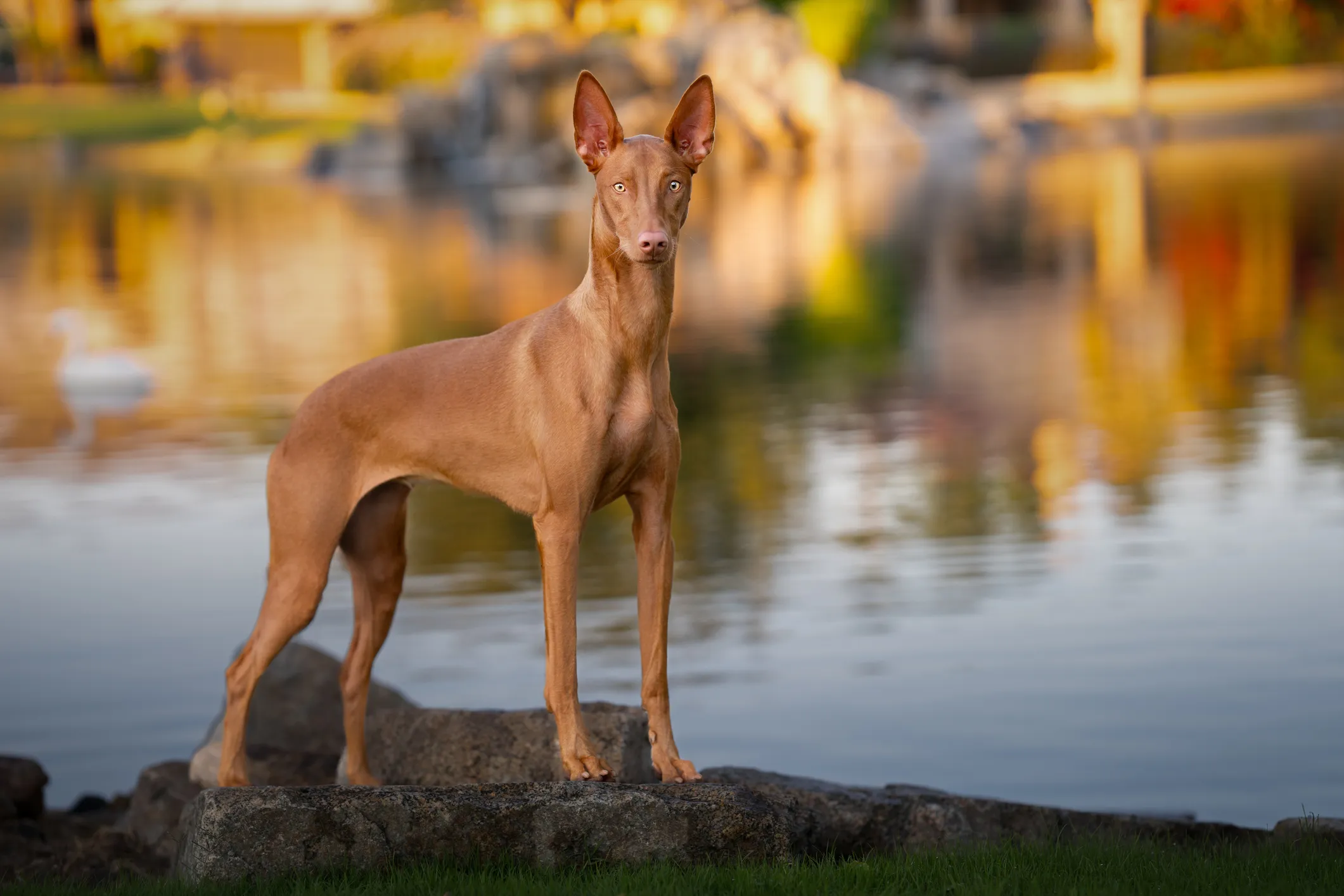 Pharoah Hound by a lake at sunset for a natural outdoor portrait