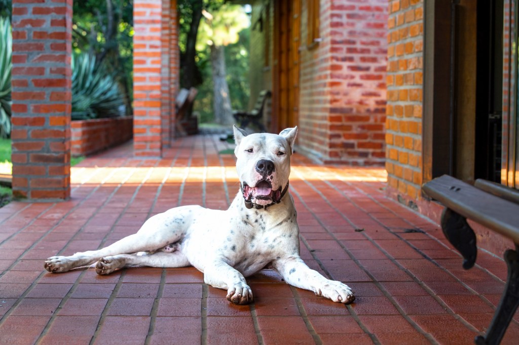 Dogo Argentino dog, lying on the floor on the brick patio of the house.