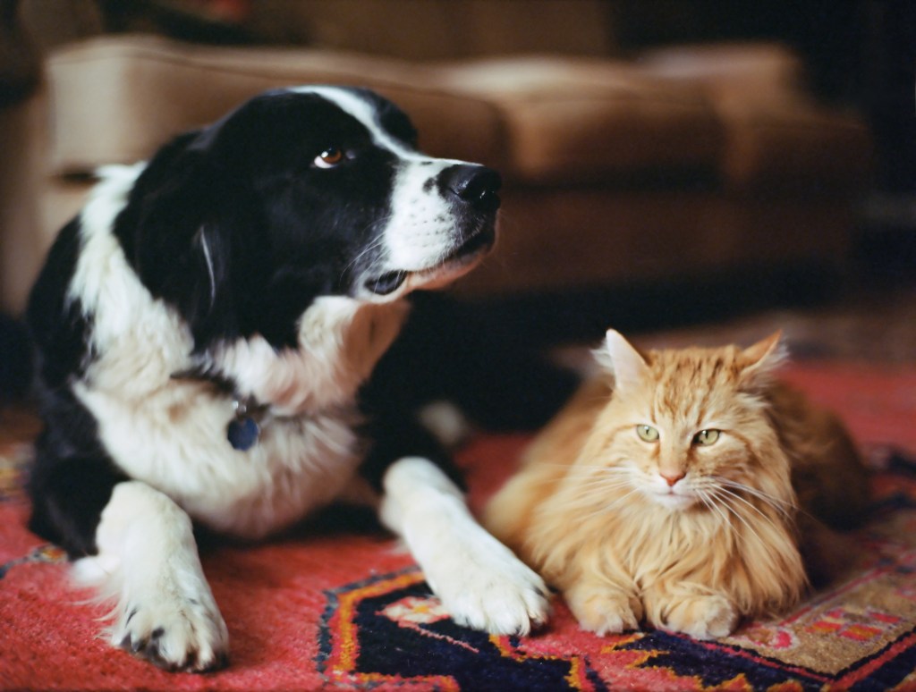 Cats vs. Dog, a Border Collie sitting next to aloof-looking orange tabby cat