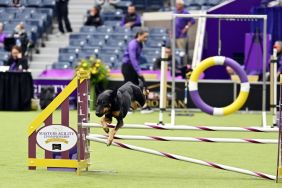Dogs compete during the 148th Annual Westminster Kennel Club Dog Show - Canine Celebration Day on May 11, 2024 in Queens, New York.