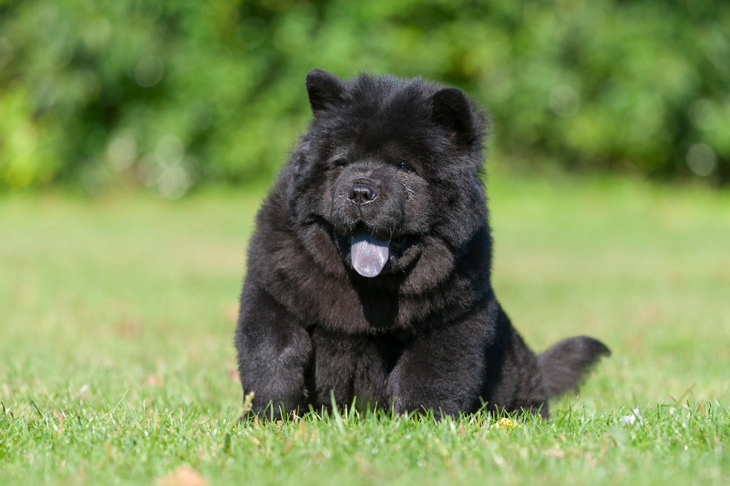 A sitting black Chow Chow puppy in the grass.