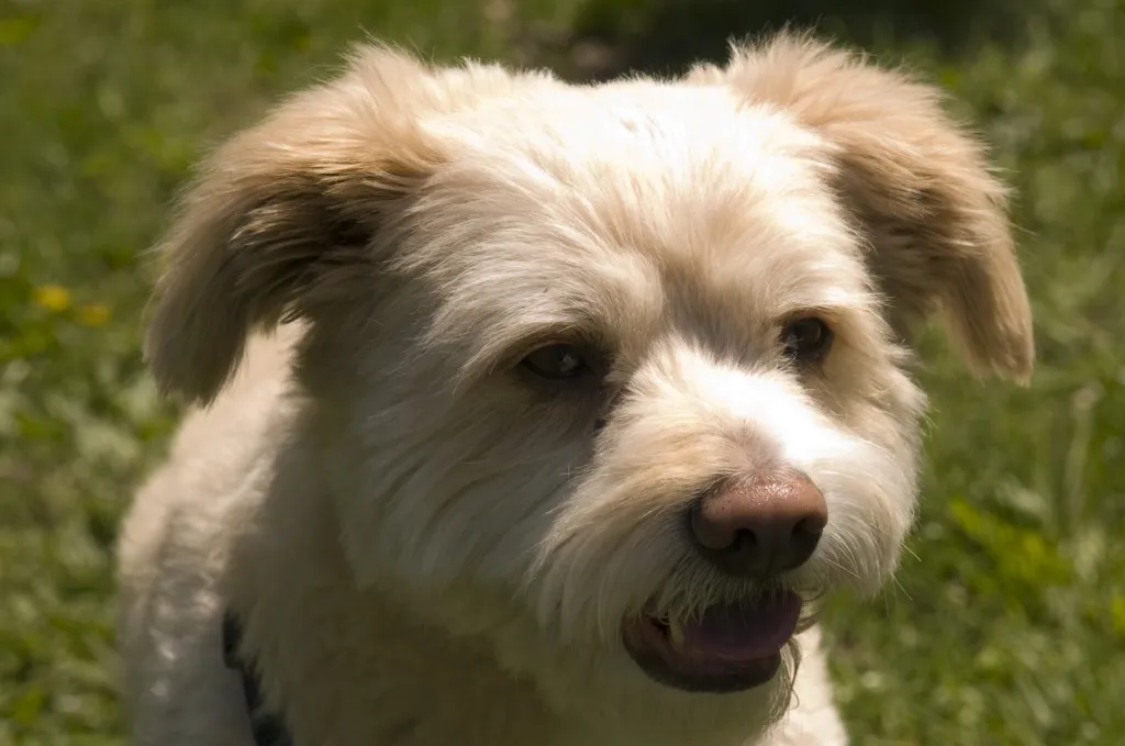 Portrait of Eskipoo, an American Eskimo Dog Poodle Mix, on green grass.