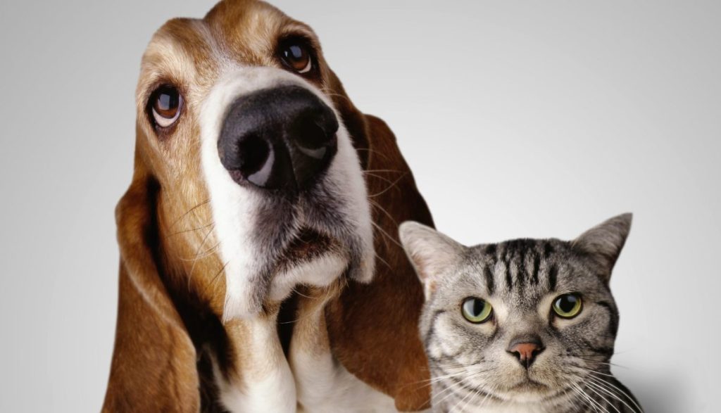 Serious looking Grey Tabby Cat sitting next to adorable Basset Hound with big eyes looking up at the camera, a dog breed who is a good example of why dogs are better than cats