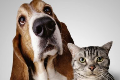 Serious looking Grey Tabby Cat sitting next to adorable Basset Hound with big eyes looking up at the camera, a dog breed who is a good example of why dogs are better than cats