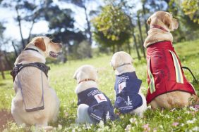 Four Labrador guide dogs, a type of service dog, in training. These dogs sit in a field of flowers.