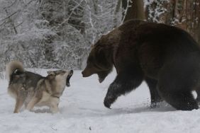 Dog and bear snarling and attacking each other.