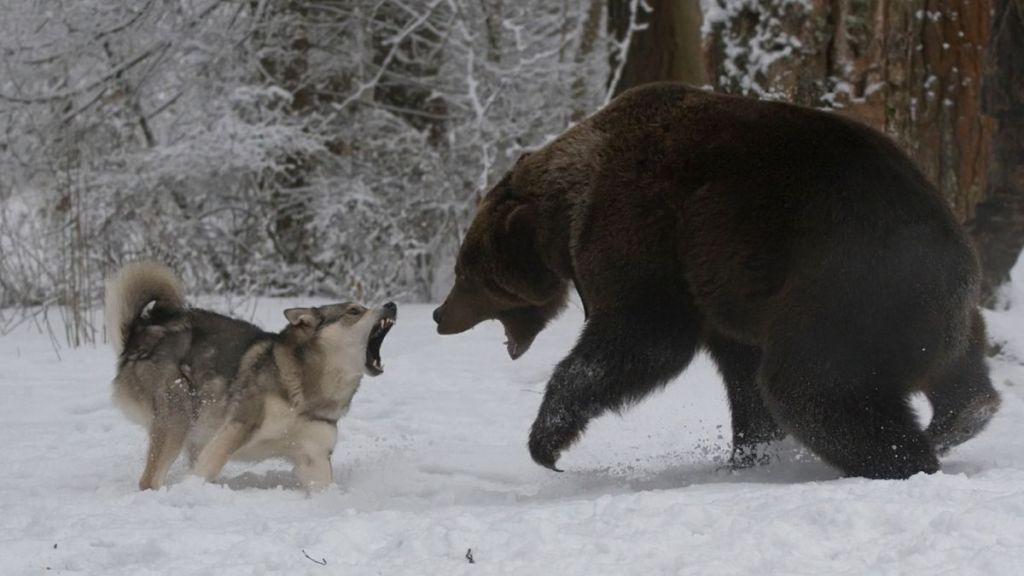 Dog and bear snarling and attacking each other.